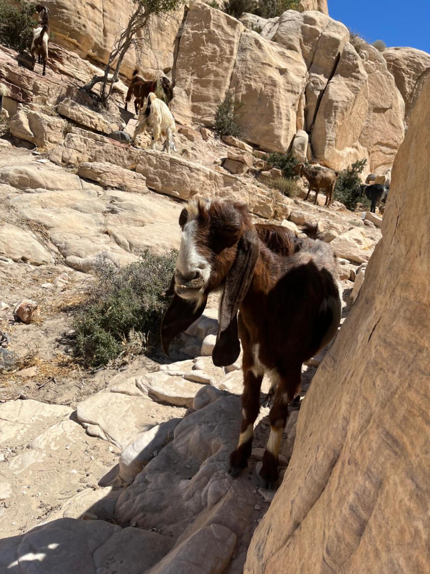 Al-Nawatef Eco Camp- Dana Nature Reserve Экстерьер фото